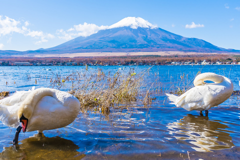 From Tokyo: Mt. Fuji Views Private Customize Itinerary Tour