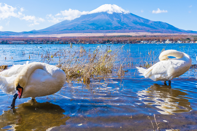 From Tokyo: Mt. Fuji Views Private Customize Itinerary Tour
