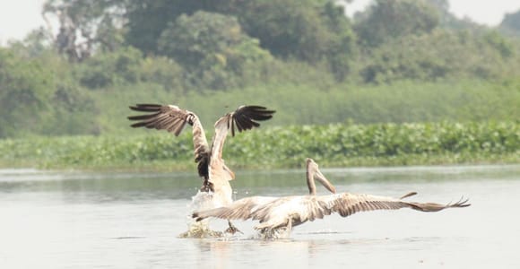 Birdwatching & Discovery Tour in Pearaing Biodiversity