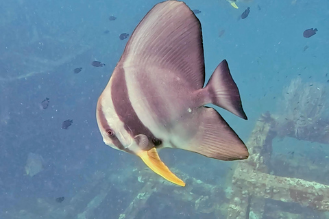 Phi Phi Islands: Shark Snorkeling Phi Phi Islands: PRIVATE VIP Shark Snorkeling - 4h