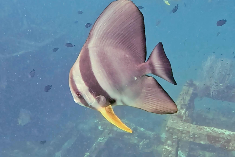 Phi Phi Islands: Shark Snorkeling Phi Phi Islands: PRIVATE VIP Shark Snorkeling - 4h