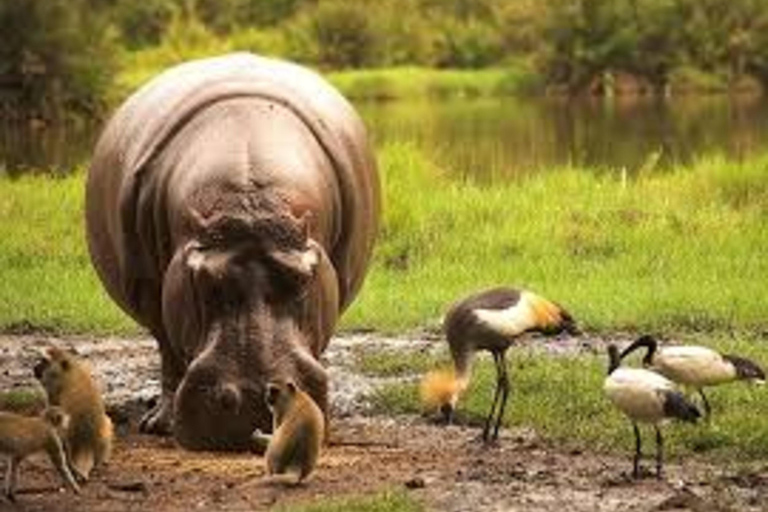 From Mombasa: 3-Day Private Tsavo East Safari with Lodging