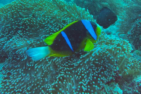 Zanzibar : Lagon bleu, restaurant rupestre, grotte et plage