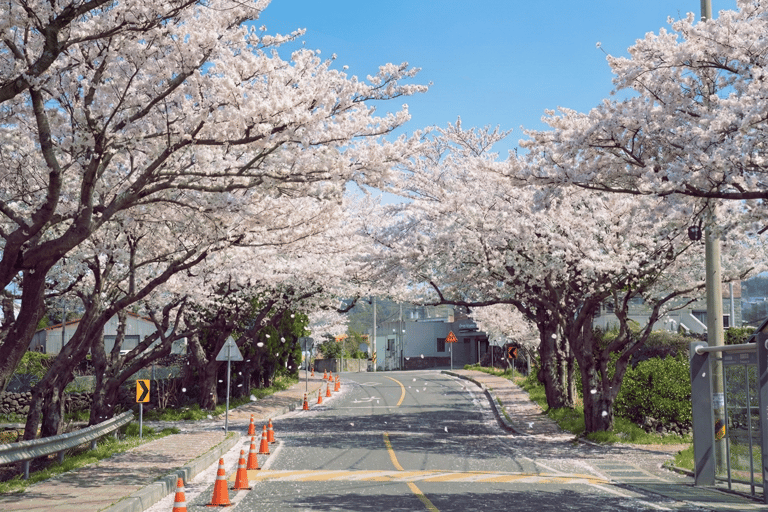 Jeju: Cherry Blossom Tour with Hotel Pickup Jeju cherry Blossom Season Tour : Small Group [Hotel P-up]