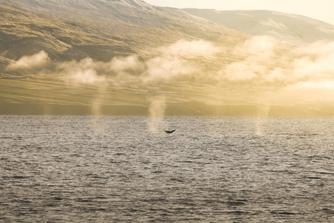 Whale Watching from Akureyri - Small Group Tour (Hjalteyri)