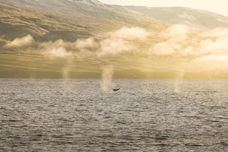 Whale Watching from Akureyri - Small Group Tour (Hjalteyri)