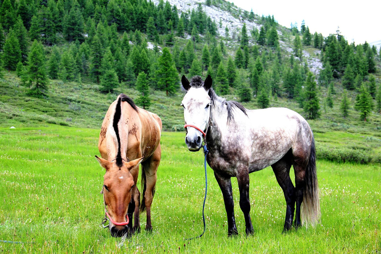 Mongolie : 17 jours de trekking à cheval autour du lac KhovsgolMongolie : 10 jours de trekking à cheval autour du lac Khovsgol