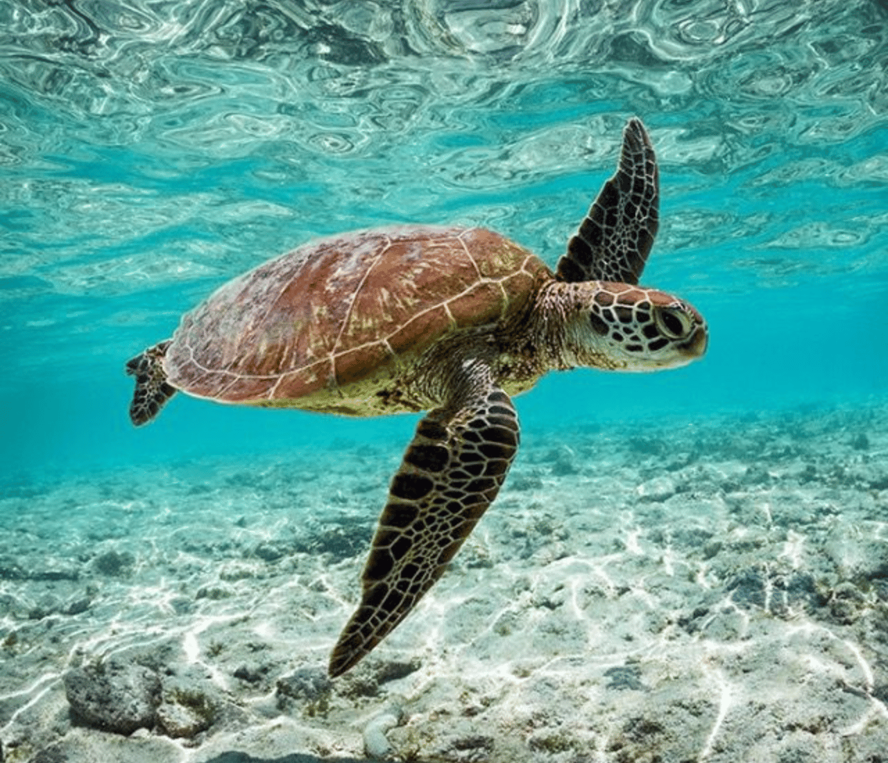 Mirissa: Ocean Magic – Schnorcheln mit Schildkröten