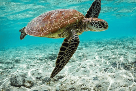 Mirissa: Ocean Magic Snorkeling with Turtles