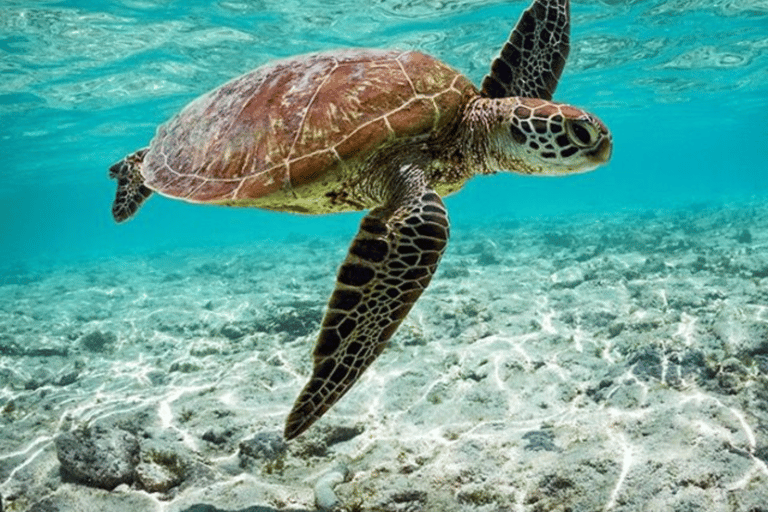 Mirissa: Ocean Magic Snorkeling with Turtles