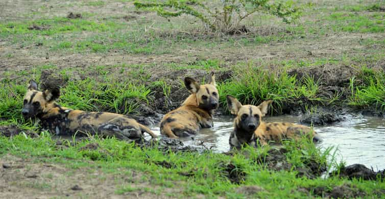 Tarangire National Park Day Trip | GetYourGuide