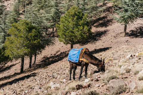 Marrakech: 2-Day Atlas Mountains Trek with Village Stay