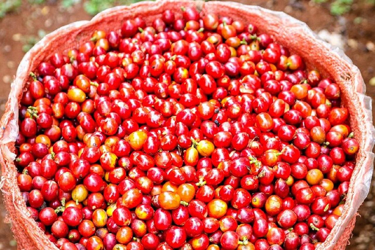 Nairobi: Fairview Coffee Estate Tour with Coffee Tasting