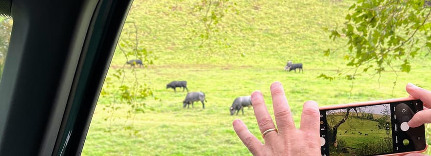 Île de Terceira : visite des temps forts avec un guide de la région