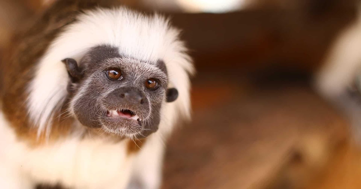 2 Tage Premium Tambopata Dschungel Tour GetYourGuide