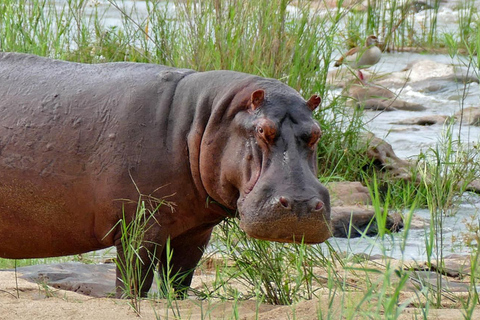 Pietermaritzburg: Scholars Small Group St Lucia Hippo Tour