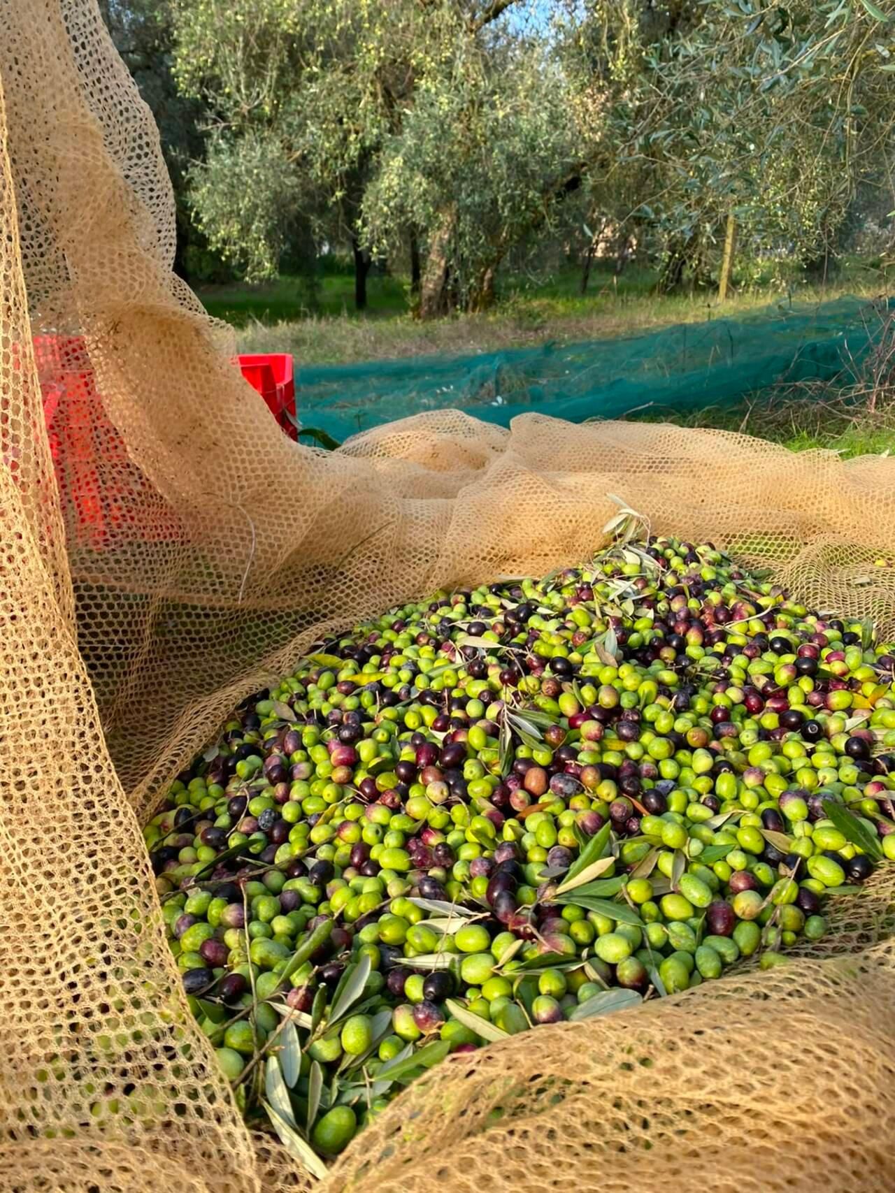 Mercatale in Val di Pesa: Olivenöl-Verkostung und Rundgang über den Hof