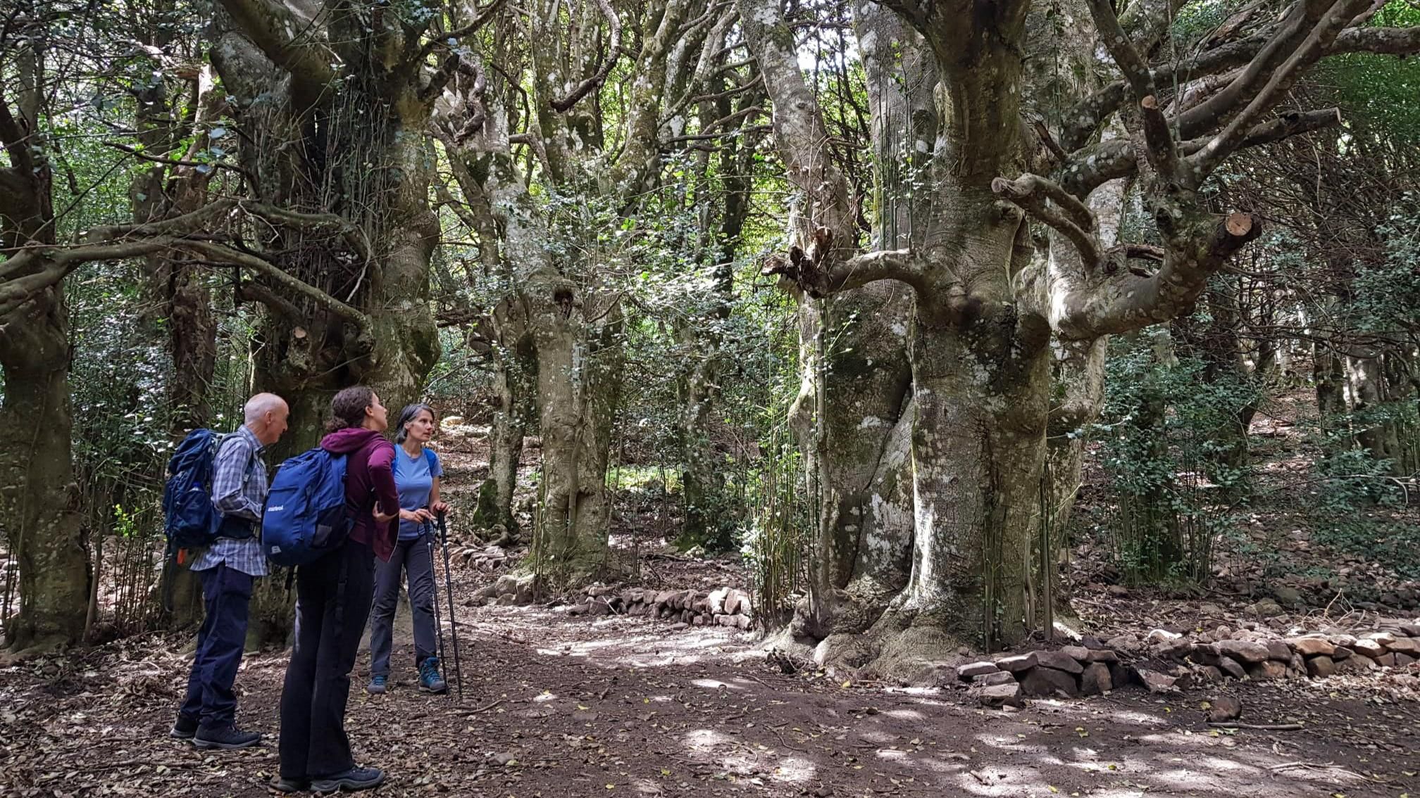 Wandern im Herzen des Madonie-Parks ab Castelbuono