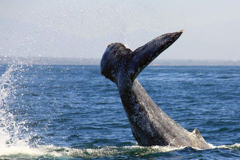 Puerto Vallarta: Whale & Dolphin Watching with Hydrophone