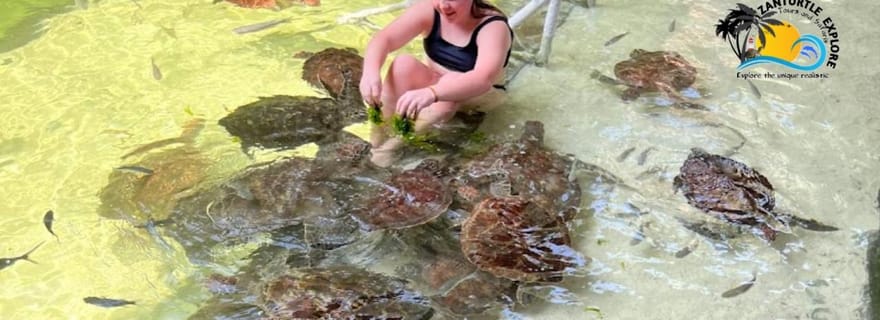 Nungwi : Nagez et faites de la plongée en apnée avec les tortues à The Lagoons Zanzibar