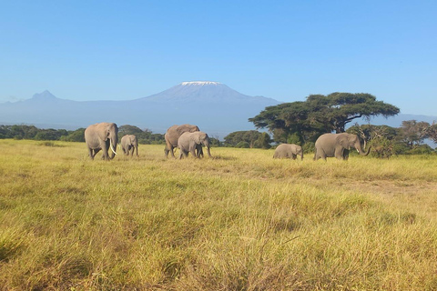 DAY TRIP AMBOSELI NATIONAL PARK FROM NAIROBI BUDGET SAFARI.