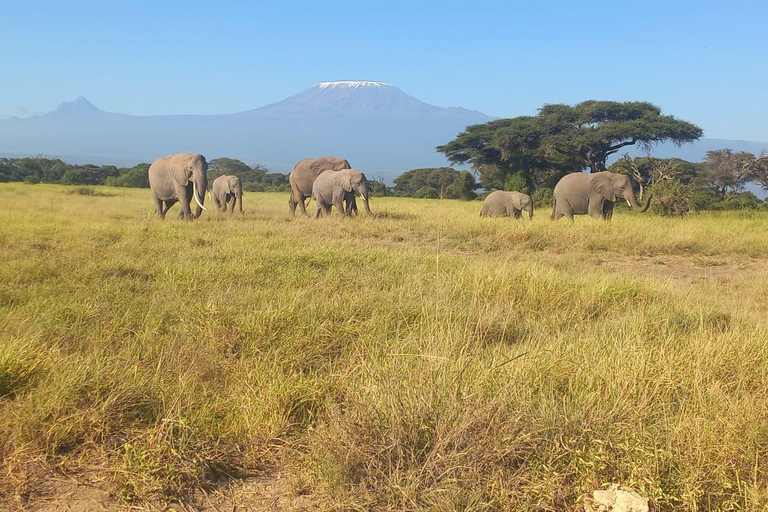 DAGTRIP AMBOSELI NATIONAAL PARK VANUIT NAIROBI BUDGETSAFARI.