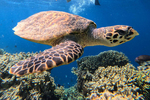 Pemuteran Bali: Menjangan Island Snorkeling Trip with Lunch