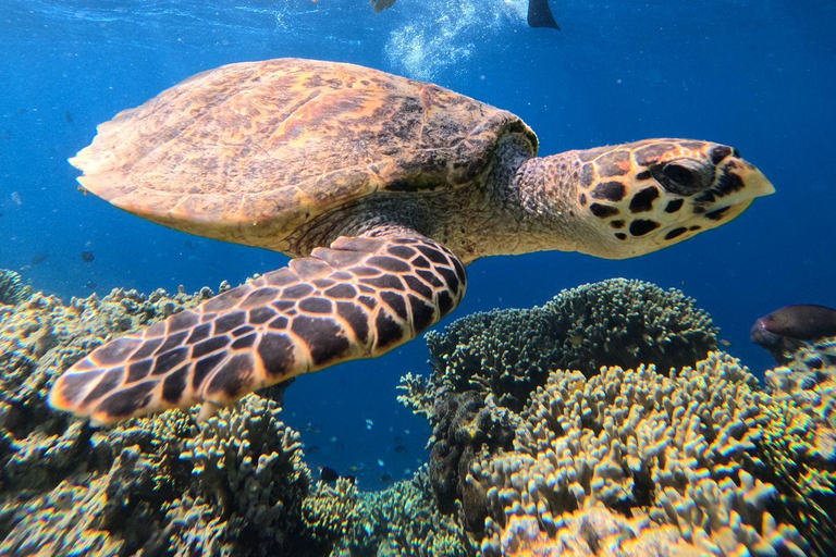 Pemuteran Bali: Menjangan Island Snorkeling Trip with Lunch