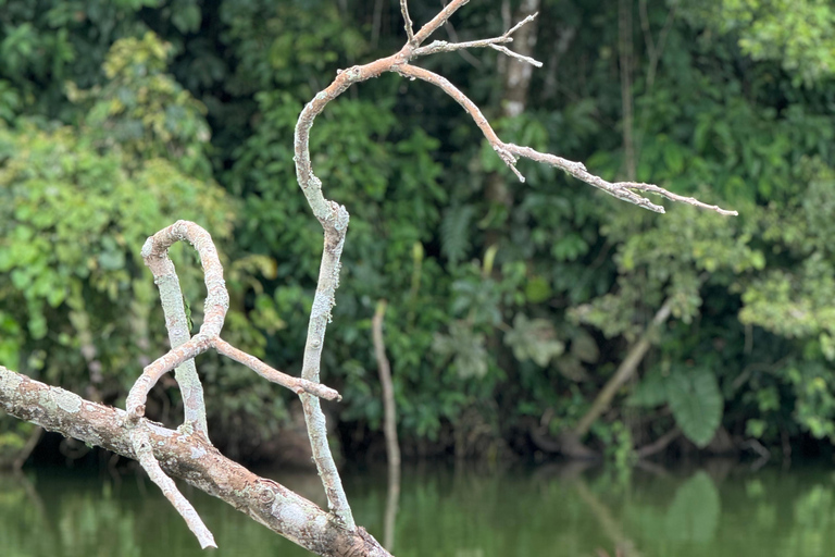 Limoncocha Eco-Tour de 1 día: observación de aves y canotaje en el Amazonas