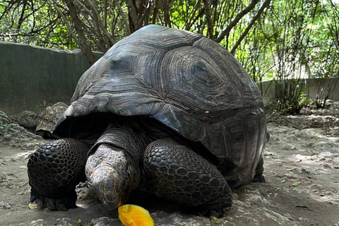 Zanzibar: Nungwi kilosa Conservation zoo half day tour Private tour for the gusts from Nungwi only