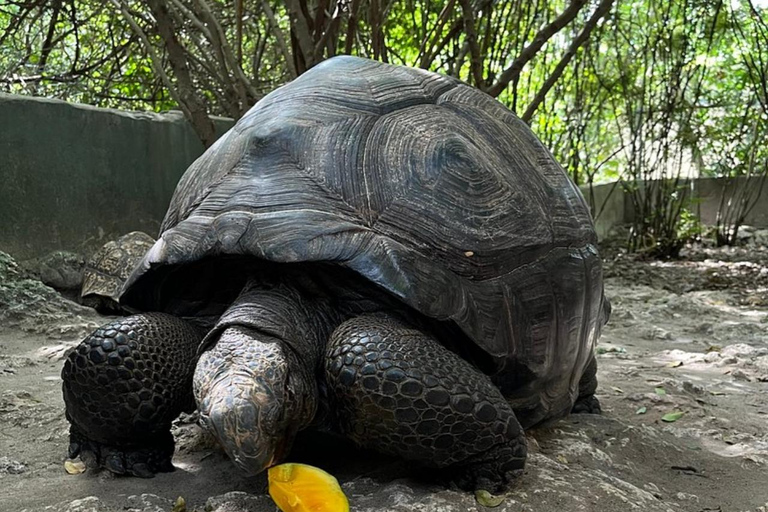 Zanzibar: Nungwi kilosa Conservation zoo half day tour Private tour for the gusts from Nungwi only