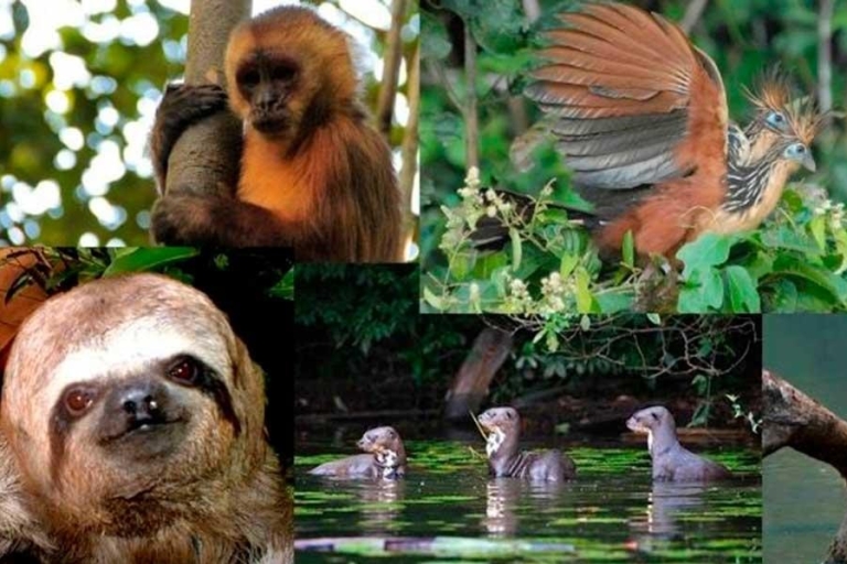 Von Tambopata aus: Lebendiger Dschungel 3D/2N