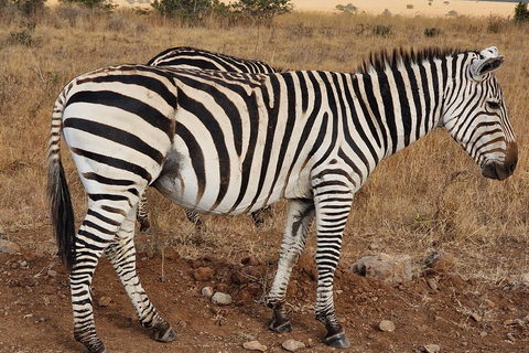 early morning Nairobi national park game drive