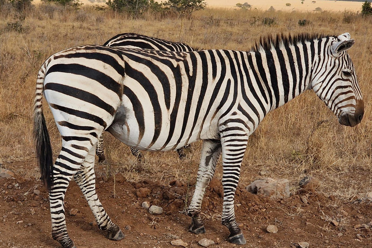 tôt le matin, safari dans le parc national de Nairobi