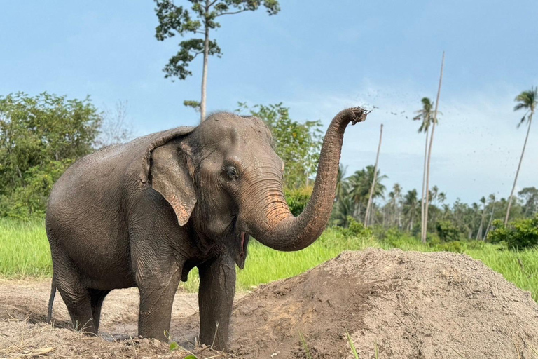 Koh Samui: Ethical Elephant Home Guided Tour with Transfers