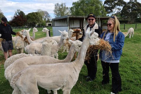 From Christchurch: Alpaca Farm Tour with Feeding and Guide