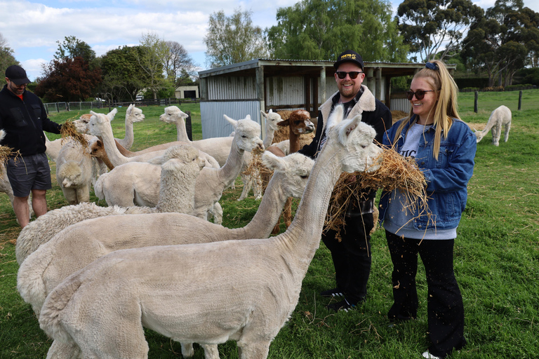 From Christchurch: Alpaca Farm Tour with Feeding and Guide