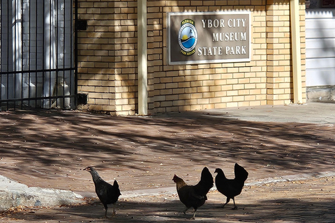 تامبا سيكريت فوود تورز