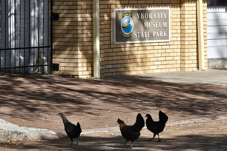 تامبا سيكريت فوود تورز