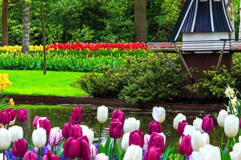 Amsterdam: Keukenhof and Tulip Fields Private Day Trip