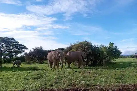 Passeio de um dia pelo Parque Nacional Amboseli