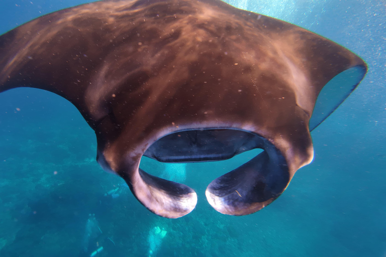 Nusa Penida: Manta Ray & Blue Coral Snorkeling Adventure