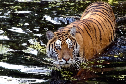 Triangle d'or et safari : Delhi, Agra, Jaipur et Safari 4D3NVoiture AC + Guide + Safari Tigre