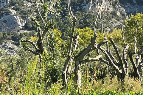 Private tour of the Alpilles: Saint-Rémy-de-Provence & Les Baux-de-Provence