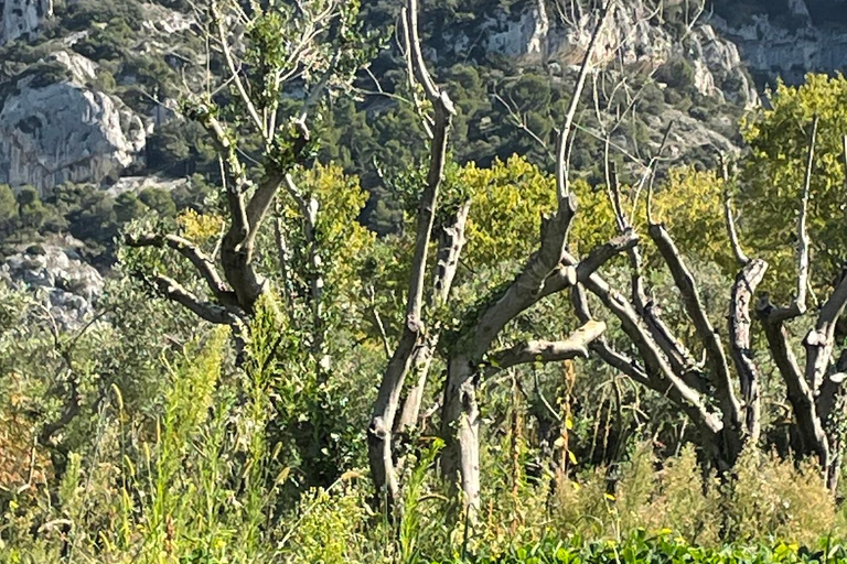 Private tour of the Alpilles: Saint-Rémy-de-Provence & Les Baux-de-Provence