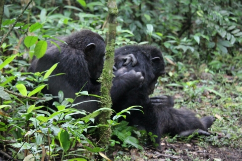 Oeganda gorilla's & Savanne