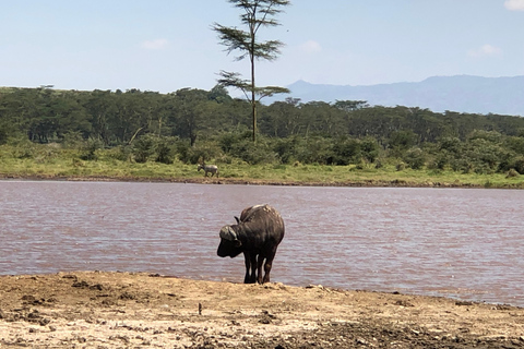 De Nairobi: Viagem de 1 dia ao Parque Nacional do Lago Nakuru