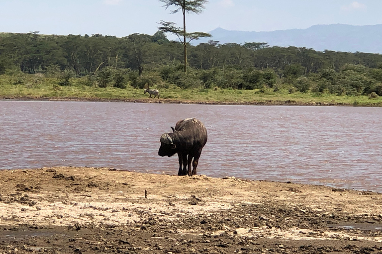 De Nairobi: Viagem de 1 dia ao Parque Nacional do Lago Nakuru