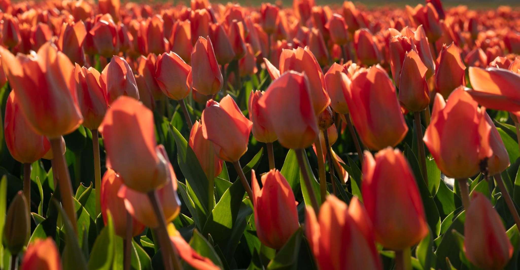 Amsterdam: Tulip Farm Visit, Keukenhof, and Windmill Cruise photo 20