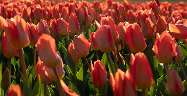 Amsterdam: Tulip Farm Visit, Keukenhof, and Windmill Cruise photo 20